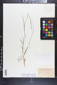 Panicum roanokense image