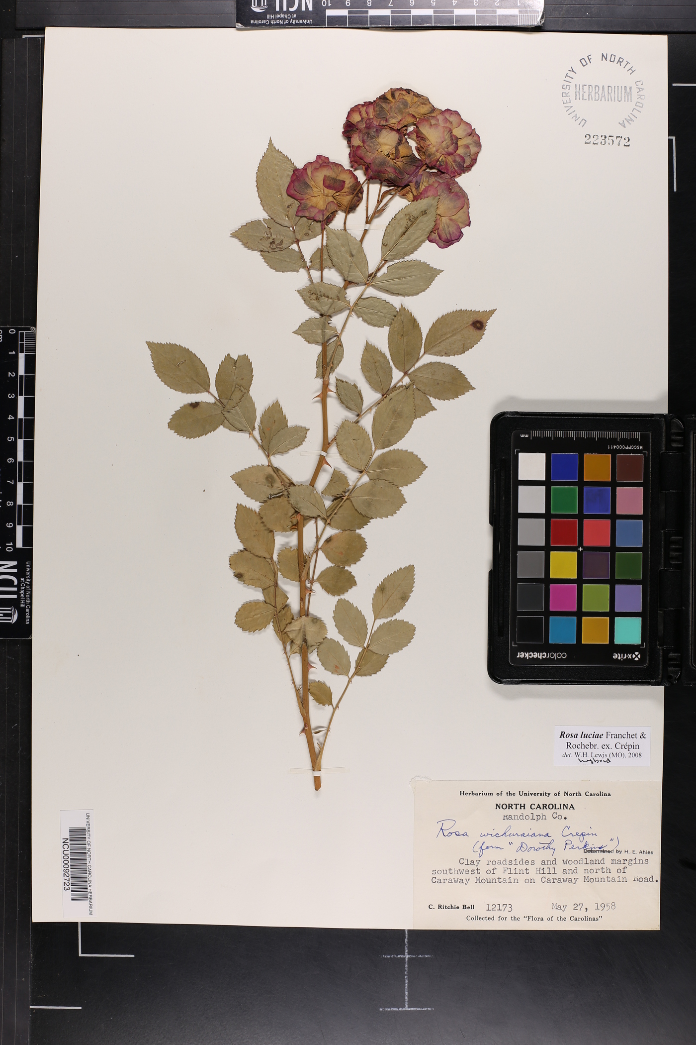 Rosa lucieae image