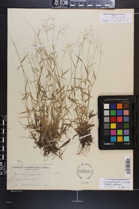 Panicum lucidum image