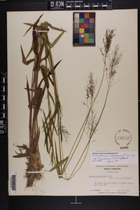 Dichanthelium dichotomum var. ramulosum image