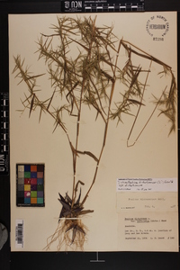 Dichanthelium dichotomum var. dichotomum image