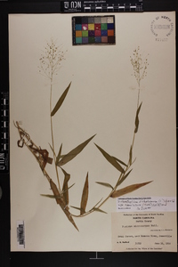 Dichanthelium dichotomum var. ramulosum image