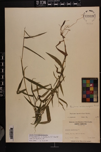 Dichanthelium dichotomum var. dichotomum image