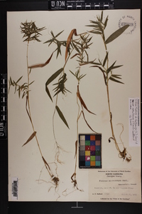 Dichanthelium dichotomum var. ramulosum image
