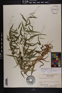 Dichanthelium dichotomum var. ramulosum image