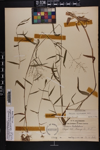 Dichanthelium dichotomum var. ramulosum image