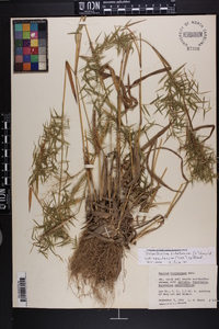 Dichanthelium dichotomum var. ramulosum image