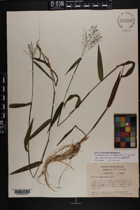 Dichanthelium dichotomum var. ramulosum image