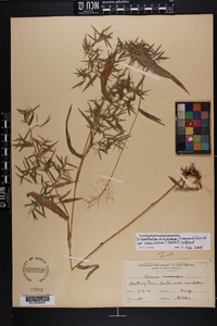 Dichanthelium dichotomum var. ramulosum image