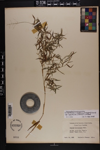 Dichanthelium dichotomum var. ramulosum image