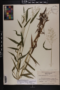 Dichanthelium dichotomum var. ramulosum image