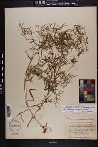 Dichanthelium dichotomum var. ramulosum image