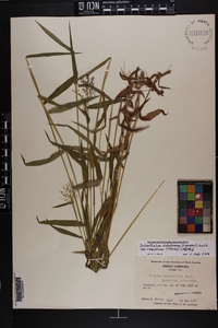 Dichanthelium dichotomum var. ramulosum image