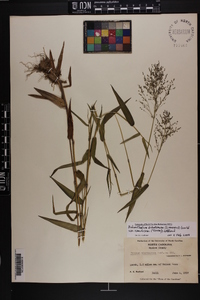 Dichanthelium dichotomum var. ramulosum image