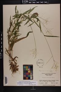 Panicum microcarpon image