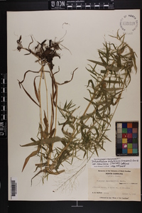 Dichanthelium dichotomum var. ramulosum image