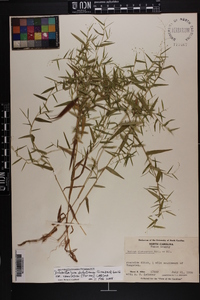 Dichanthelium dichotomum var. ramulosum image