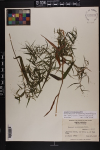 Dichanthelium dichotomum var. ramulosum image