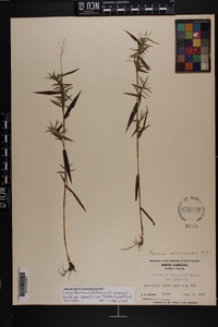 Dichanthelium dichotomum var. ramulosum image