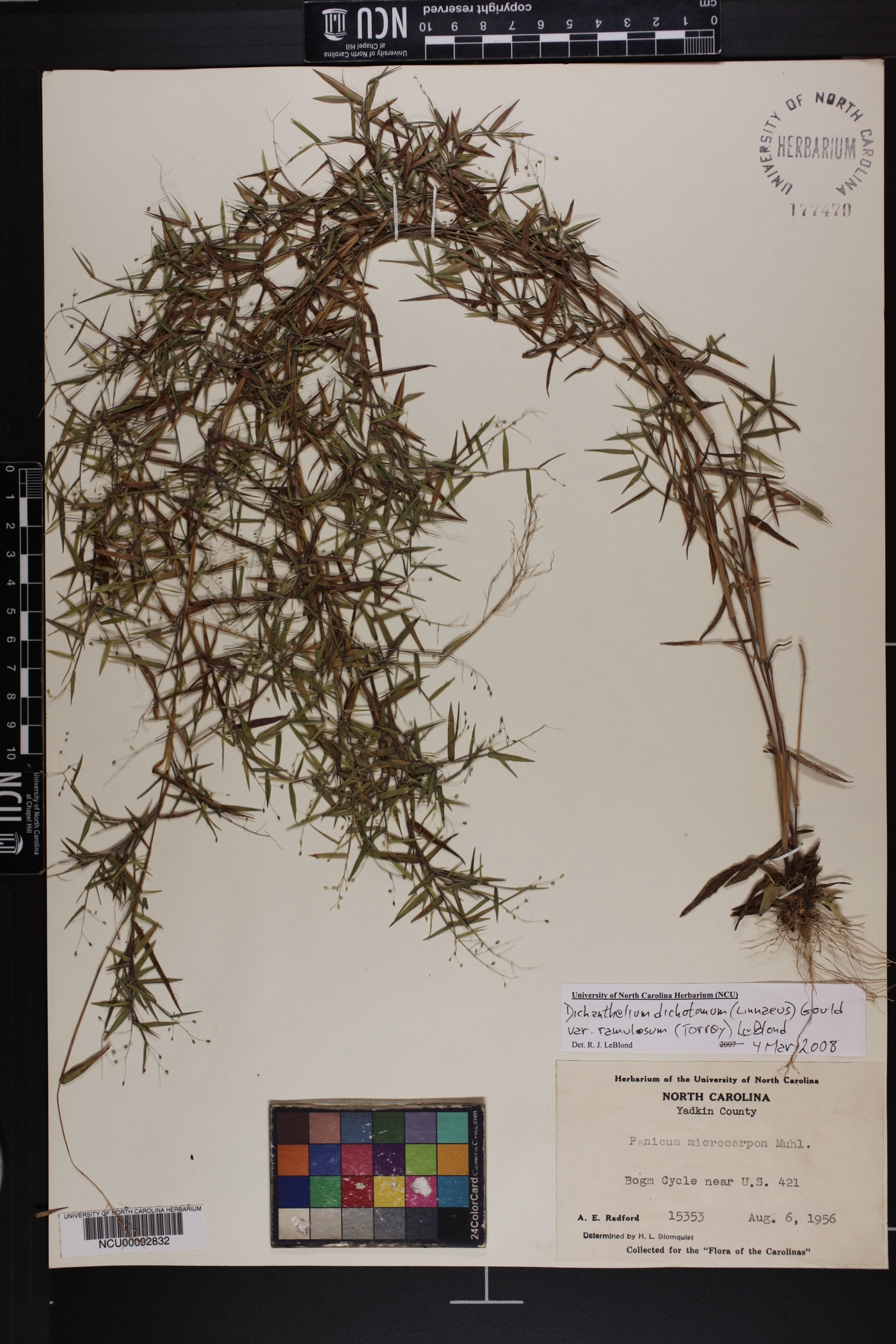 Dichanthelium dichotomum var. ramulosum image