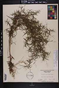 Dichanthelium dichotomum var. ramulosum image