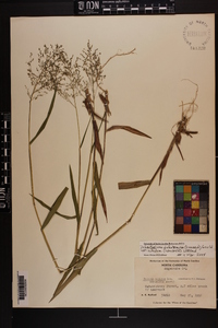 Dichanthelium dichotomum var. nitidum image