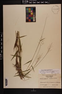 Dichanthelium dichotomum var. nitidum image