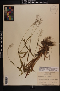 Dichanthelium dichotomum var. nitidum image