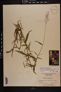 Dichanthelium dichotomum var. nitidum image