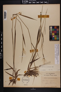 Dichanthelium dichotomum subsp. roanokense image