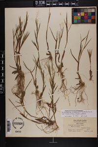 Dichanthelium dichotomum subsp. roanokense image