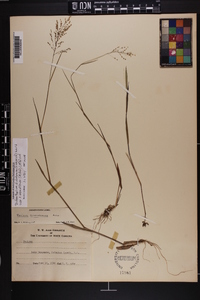 Dichanthelium dichotomum subsp. roanokense image