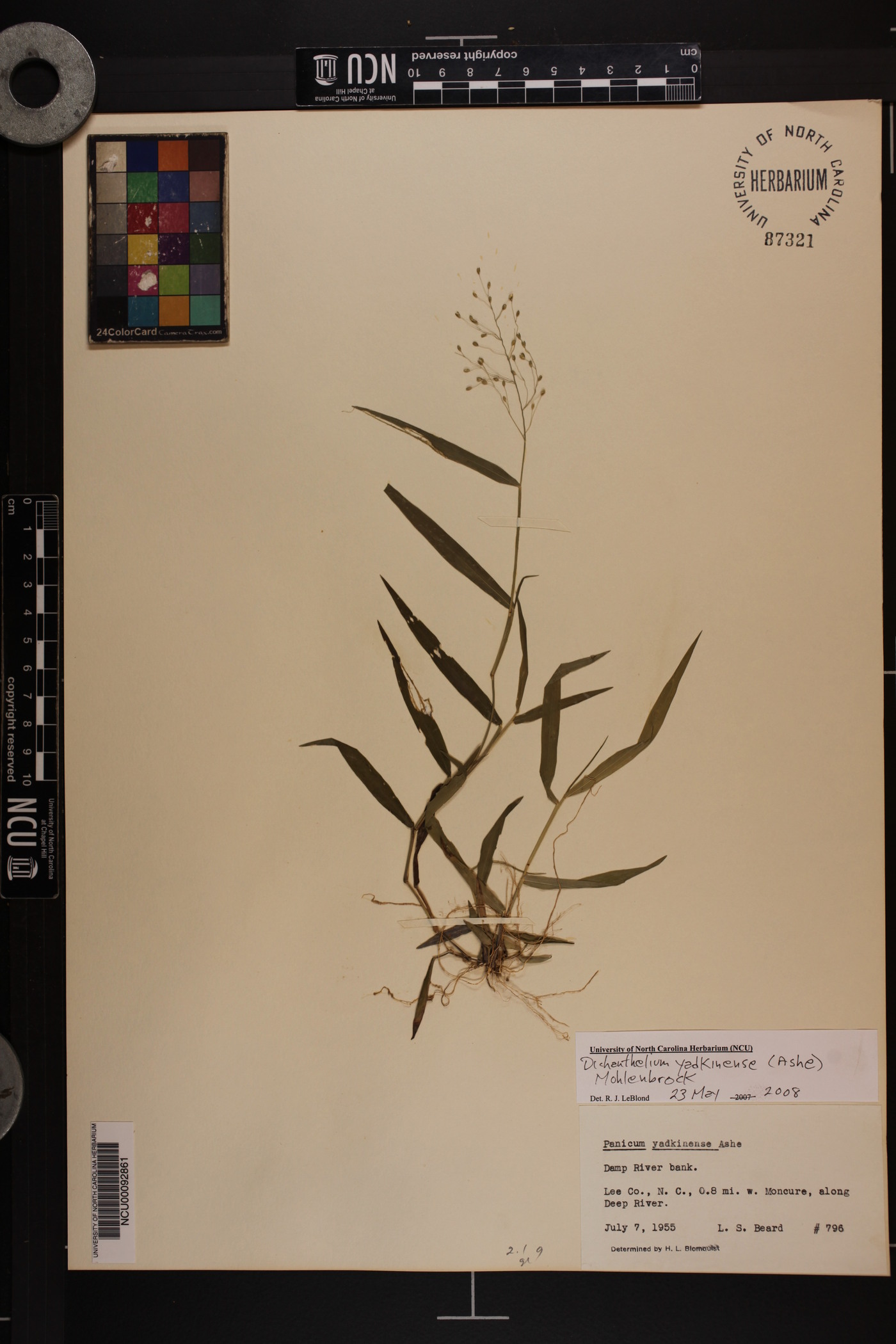 Dichanthelium yadkinense image