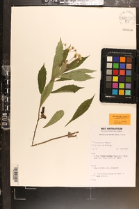 Oclemena acuminata image