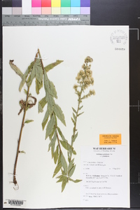 Solidago petiolaris var. petiolaris image
