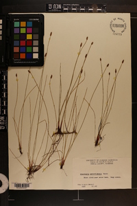 Eleocharis montevidensis image