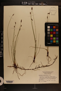 Eleocharis montevidensis image