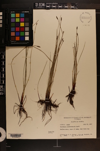 Eleocharis montevidensis image