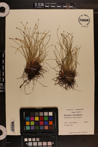 Eleocharis montevidensis image