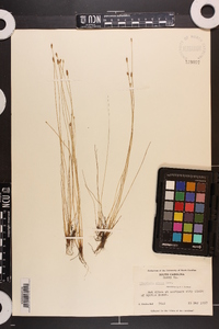 Eleocharis albida image