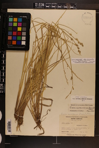 Carex canescens subsp. disjuncta image