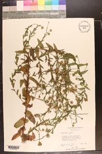 Symphyotrichum patens image