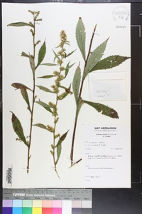 Solidago curtisii image