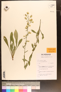 Solidago arenicola image