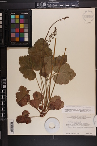 Heuchera americana image