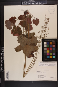 Heuchera americana var. hirsuticaulis image