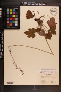 Heuchera americana var. hirsuticaulis image