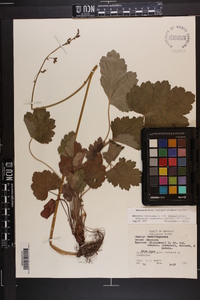 Heuchera americana var. hirsuticaulis image