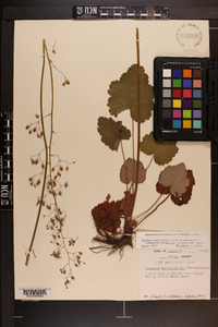 Heuchera americana image