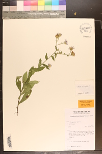Symphyotrichum rhiannon image